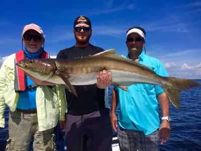 Cobia