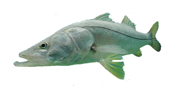 Snook fish